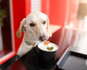 Fagyit a kutyusoknak? Miért ne?