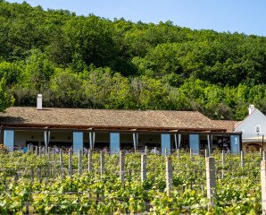 Minden férfiembernek kéne saját szőlő